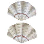 Фигурка из фарфора в виде одной створки ракушки Marine Tridacna варинант исполнения - 2 | Loft Concept в Самаре